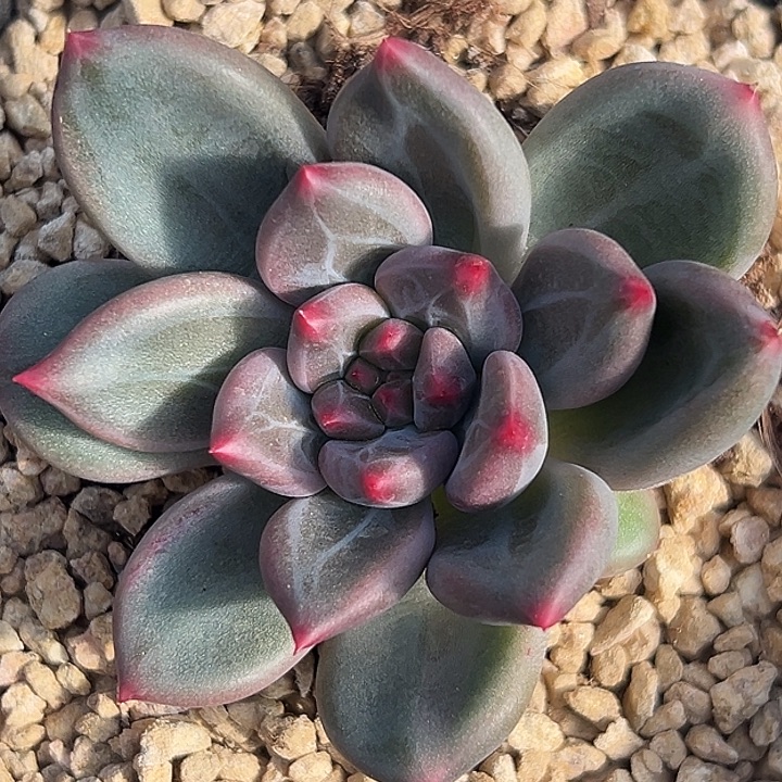 美人杂交特价一物一拍