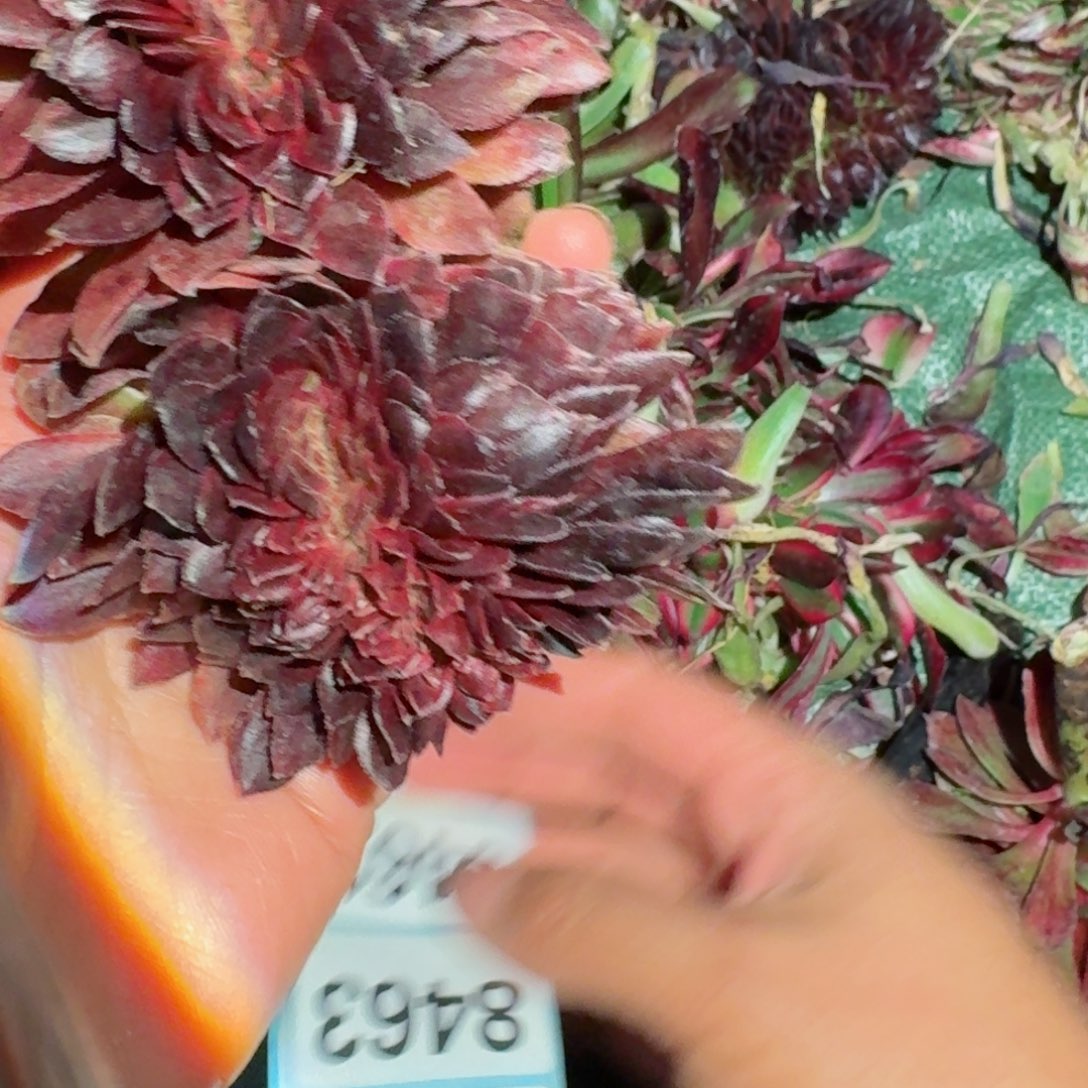 你8460 号多肉法师特价没有根