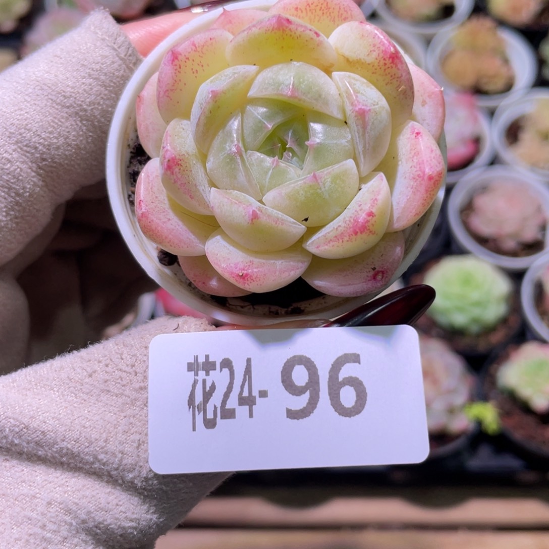 花利美24-96麦秆单头