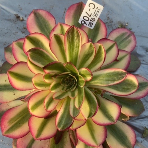 706荔枝满25包邮多肉