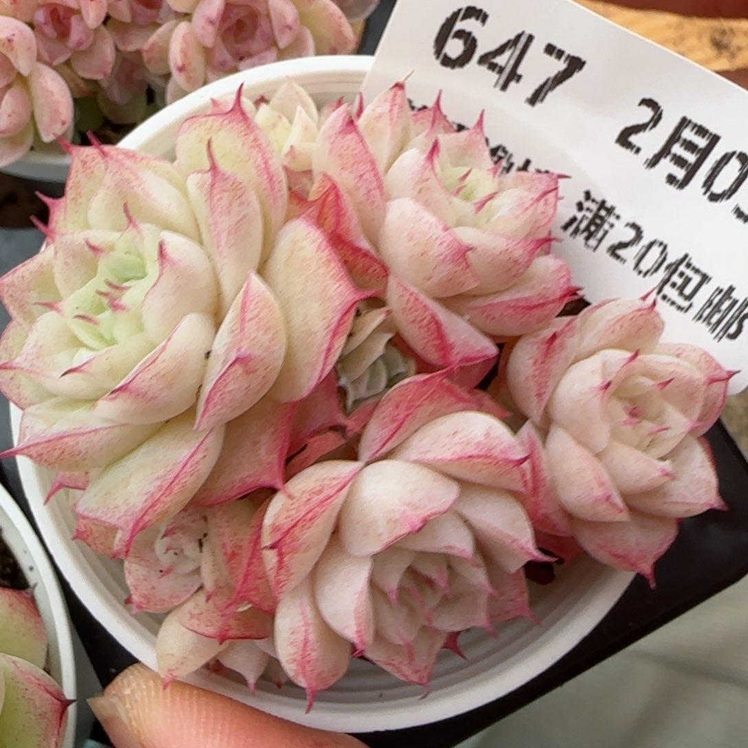 花语逸镜0203-647