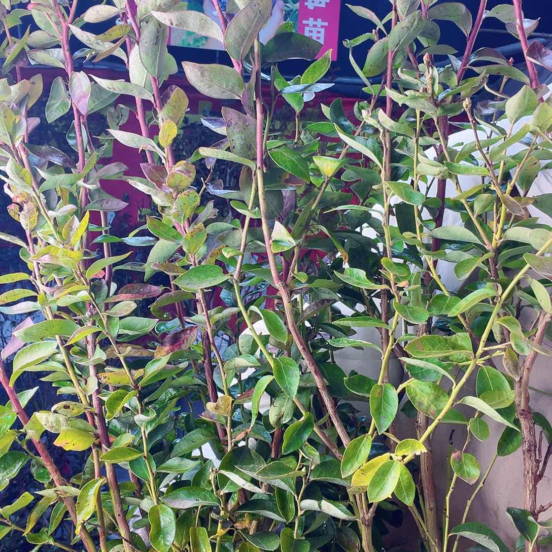 完全开放大果纯甜可口蓝莓