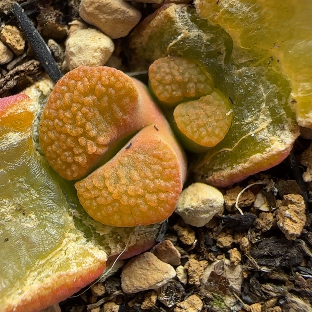 多肉磁铁母本一颗20号链接