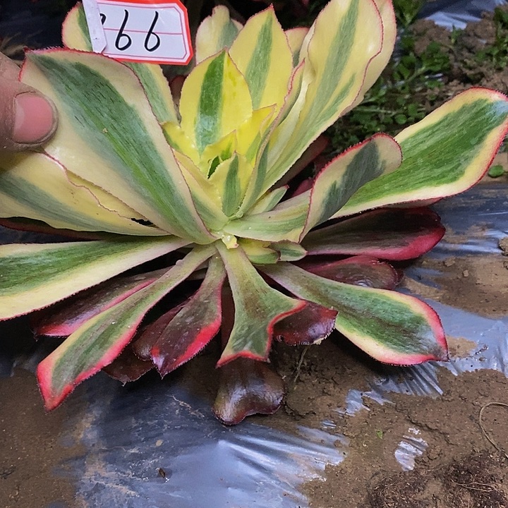 魅影老桩带侧芽866号