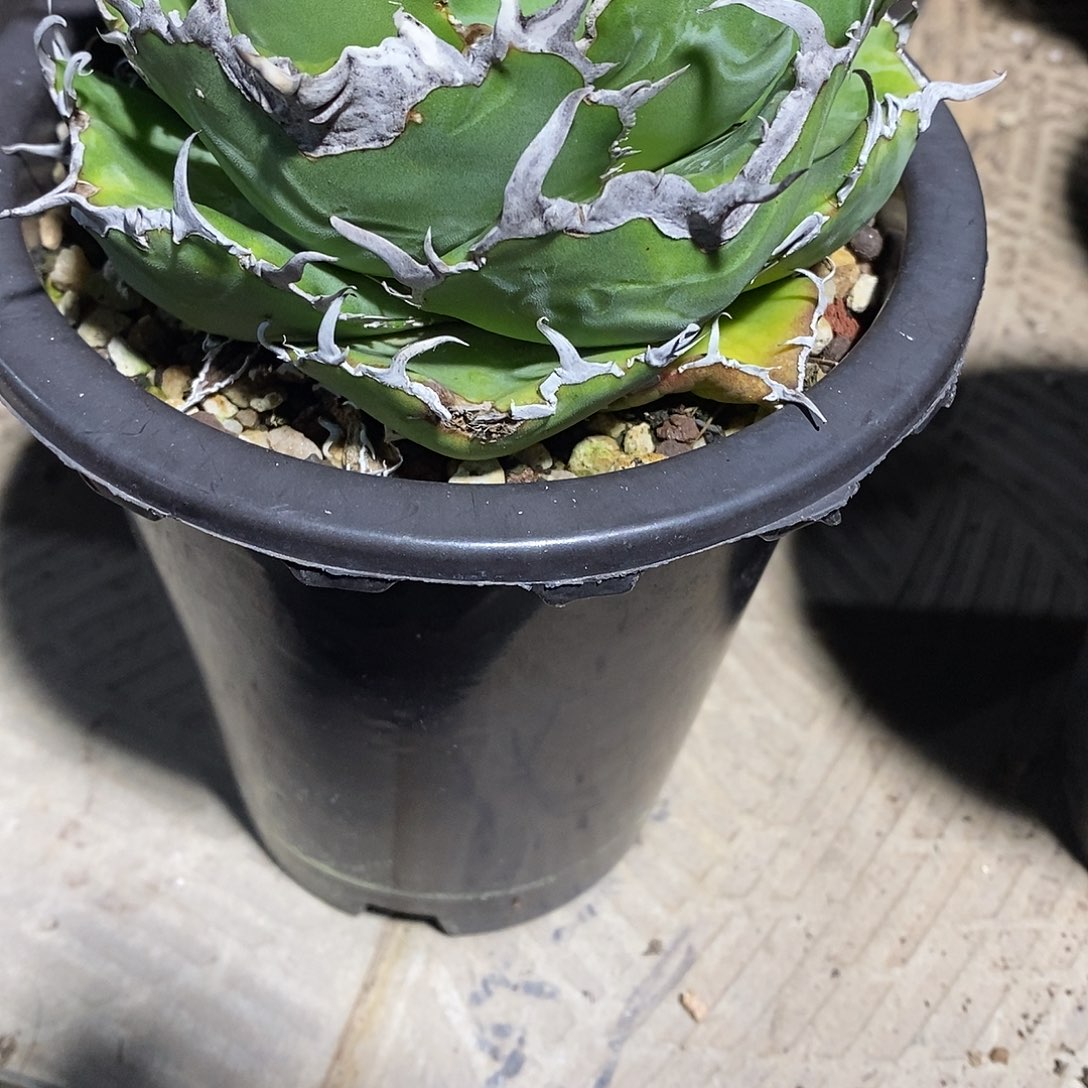 多肉植物龙蛇兰植物