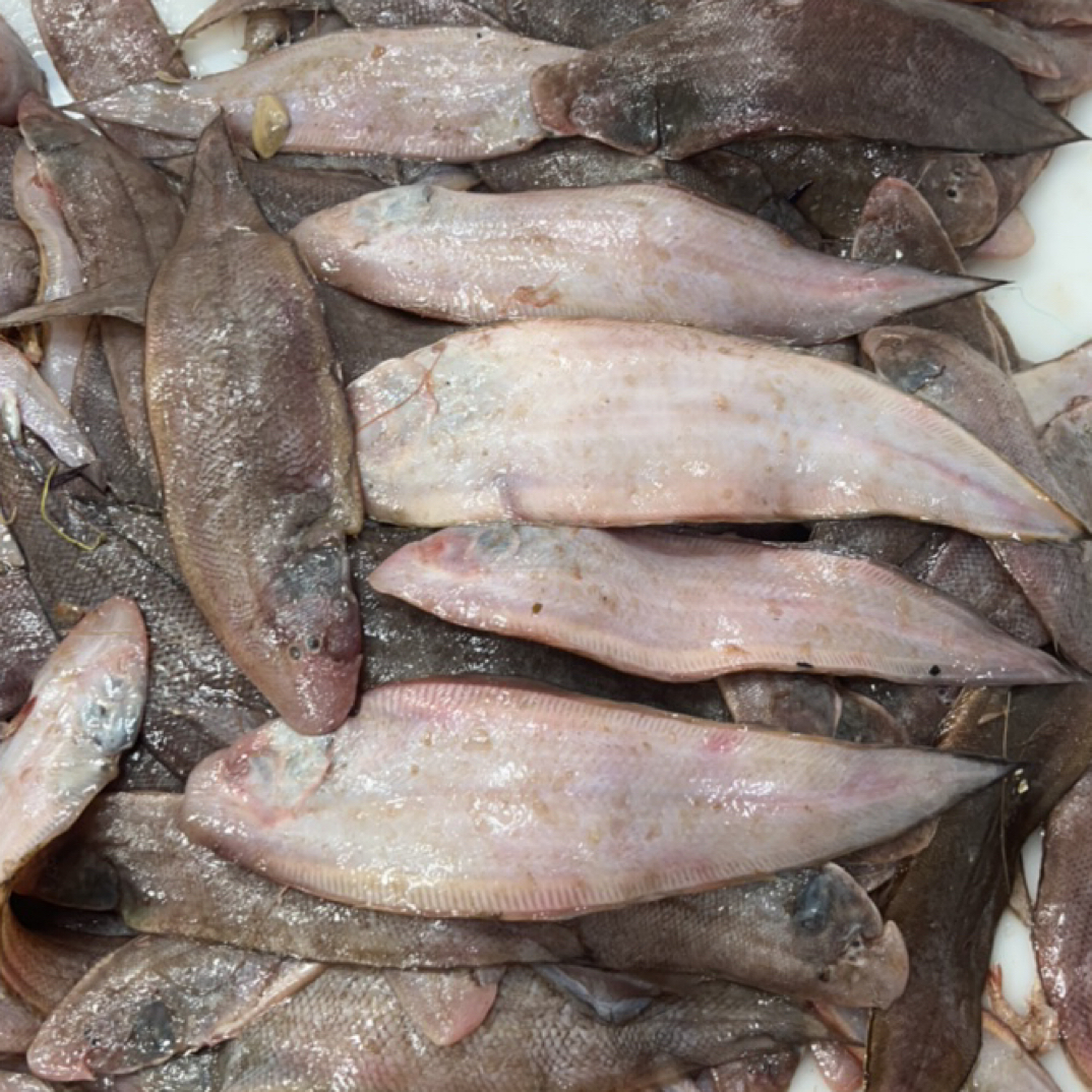 《小目鱼》本地小船 炸着吃 熬着吃 肉厚 5斤