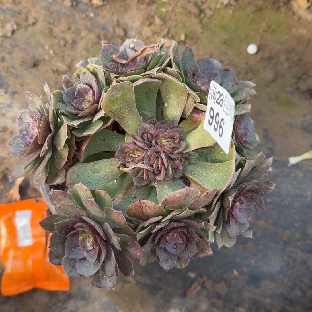 沙拉万多肉996满28包邮断枝不包