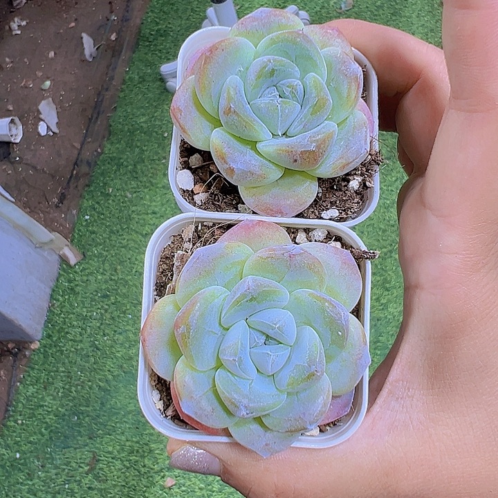 紫心冰玉2盆19包邮