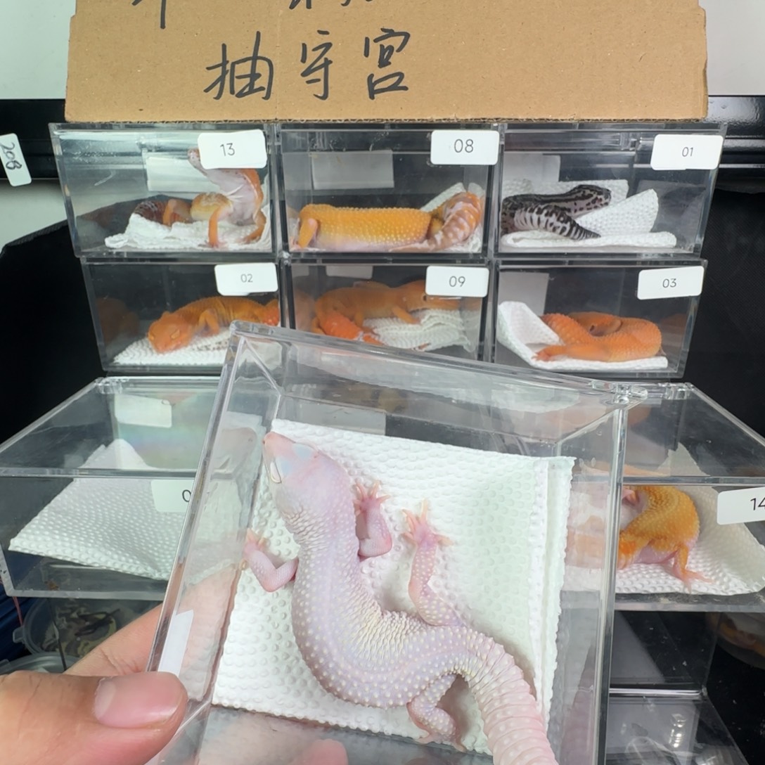 豹纹守宫雪花恶魔白酒弟弟