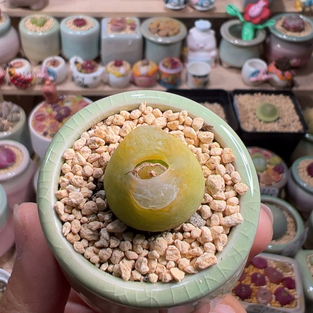 多肉植物123号黄0泡