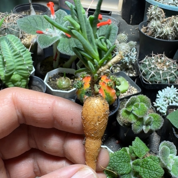 714冰花脱土发货实生