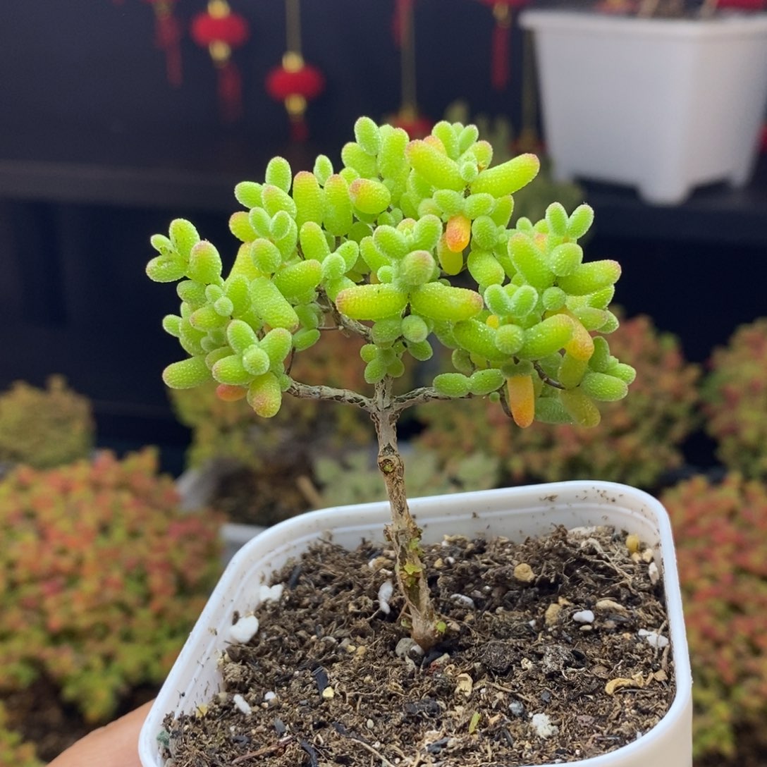 581号金桔糖球枝干