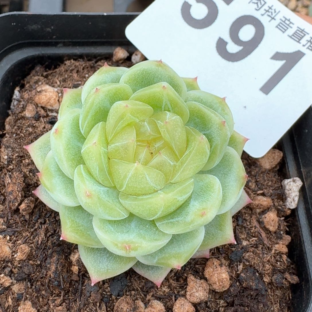 泼天财富         多肉植物