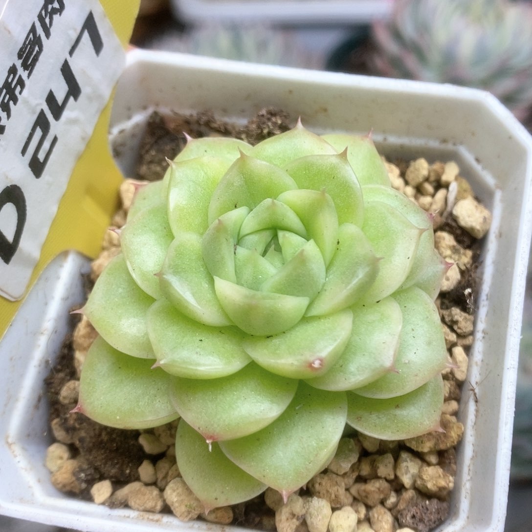 247锦锦锦锦锦锦锦锦