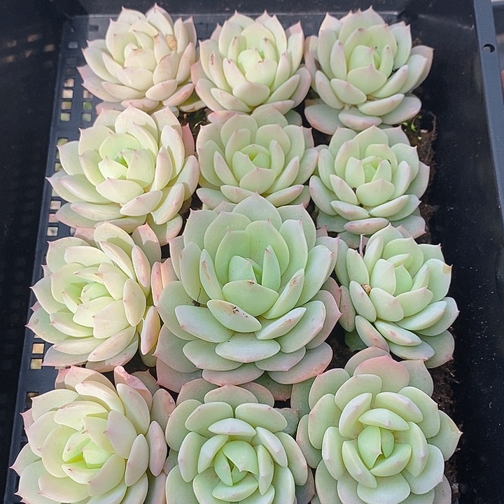 209 多肉植物盆栽花卉植物