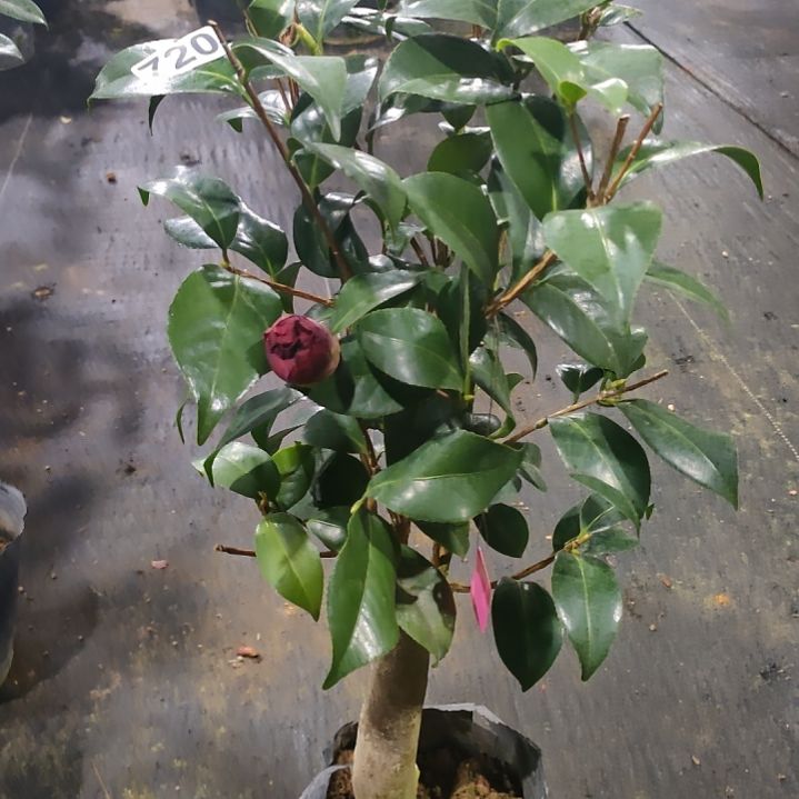 720云斑，原盆原土发货