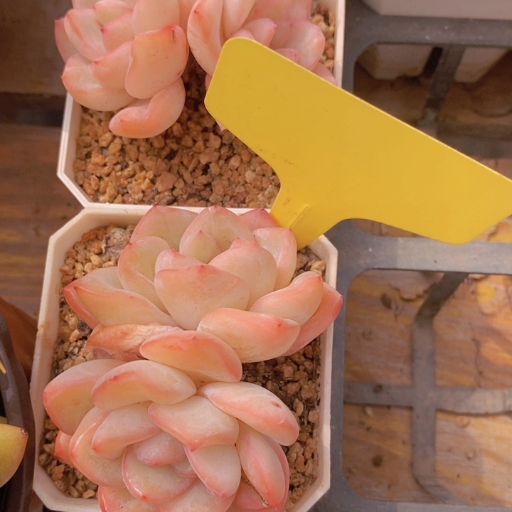 多肉植物，开心多肉