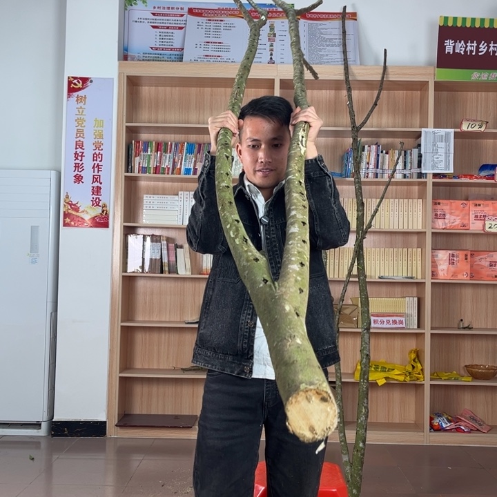 沉香碎屑沉香奇楠金沙叶整棵树