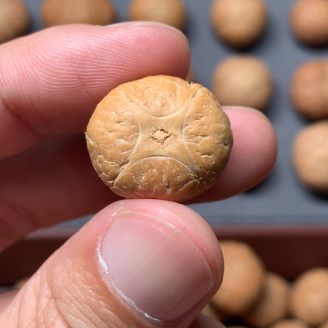 凤眼菩提吊坠19.4mm尼泊尔麒麟，打孔直播间和我说