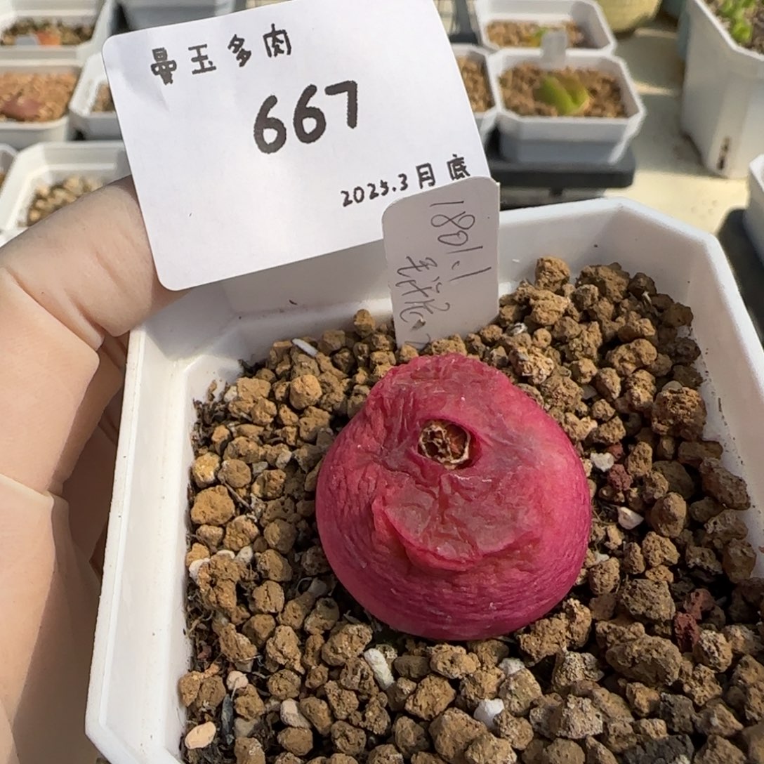 多肉多肉多肉3.30-667