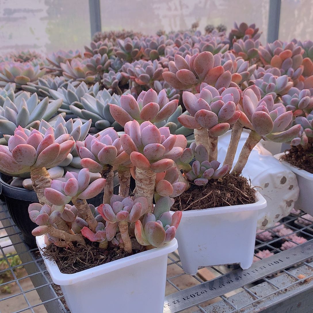 老桩灰姑娘0000000000.0000