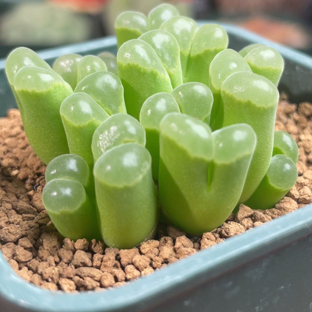 pub极窗风铃群生植物