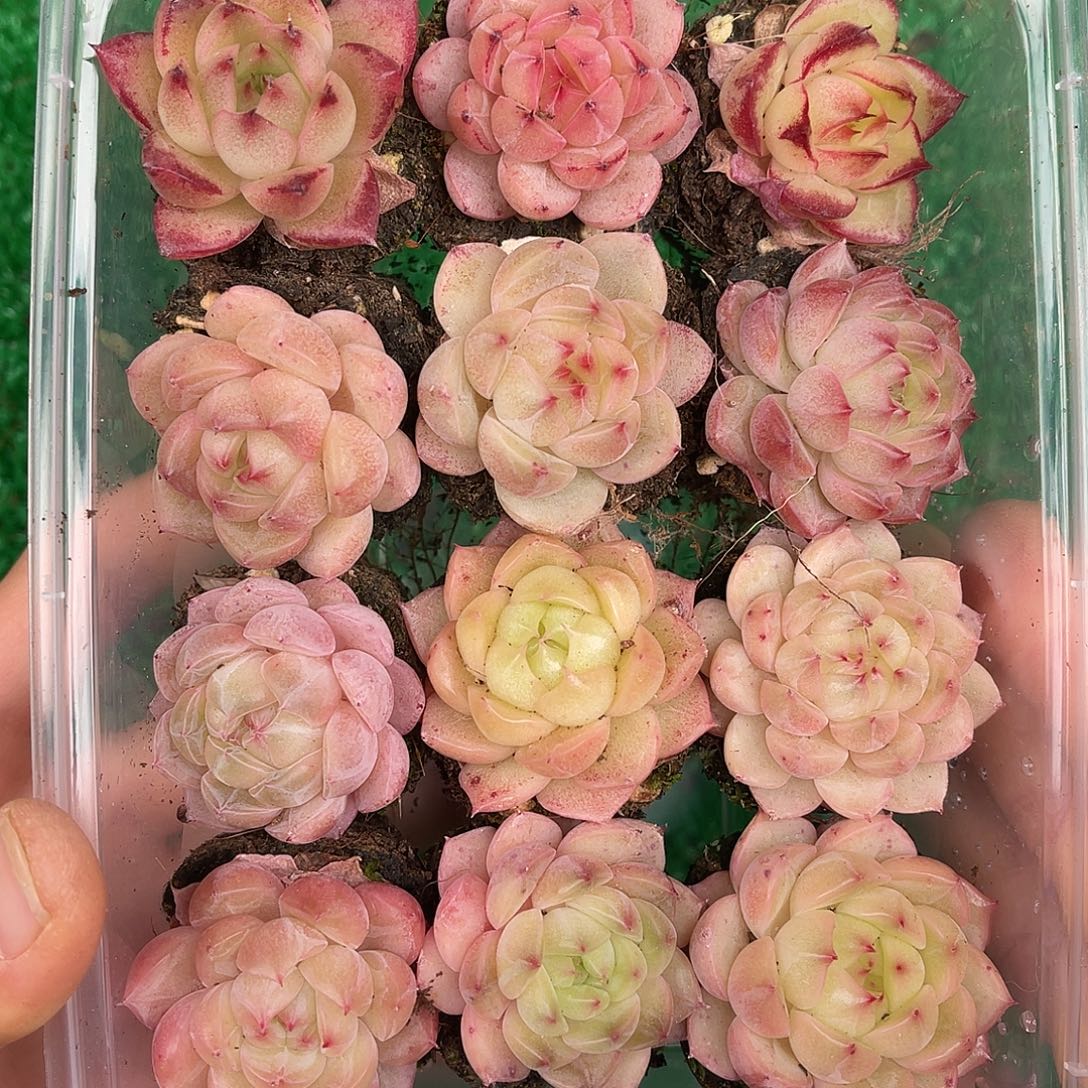 多肉一物一拍28-123