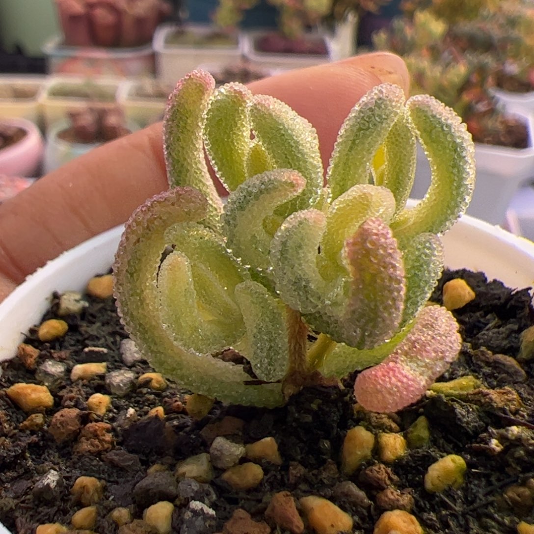 多肉植物枝干超白