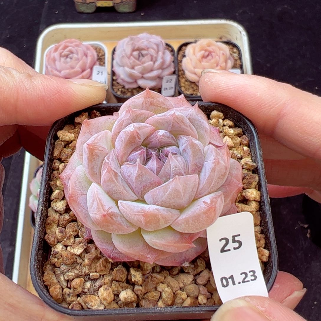 七仙女25、哈哈哈哈