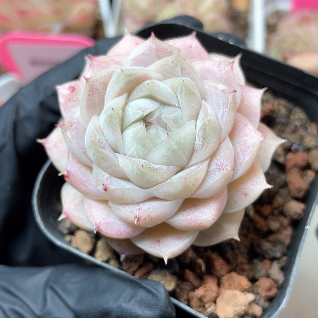 优选77号女王1053