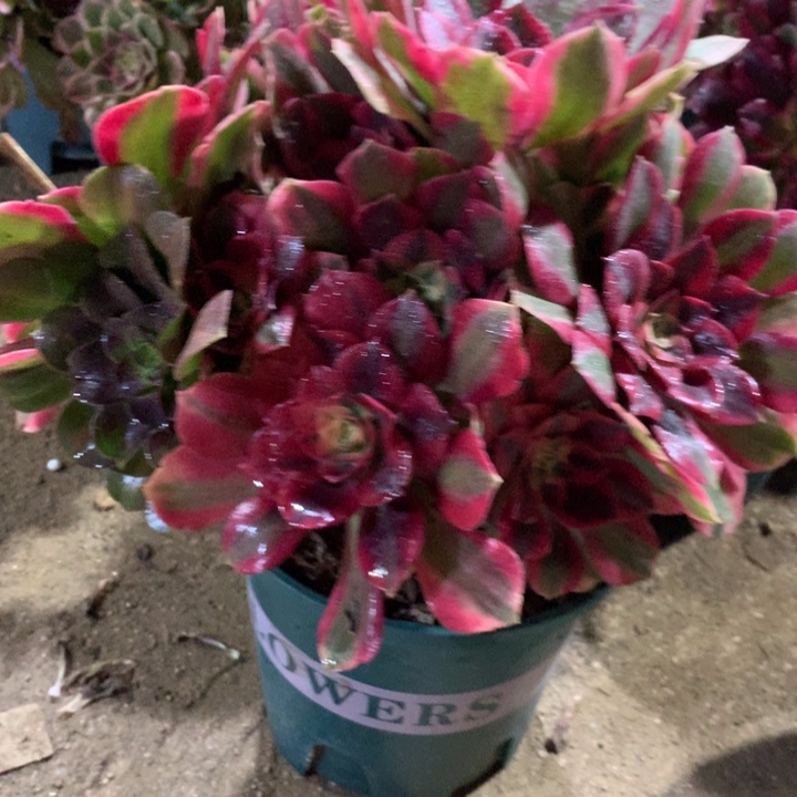 561女妖多肉植物特价