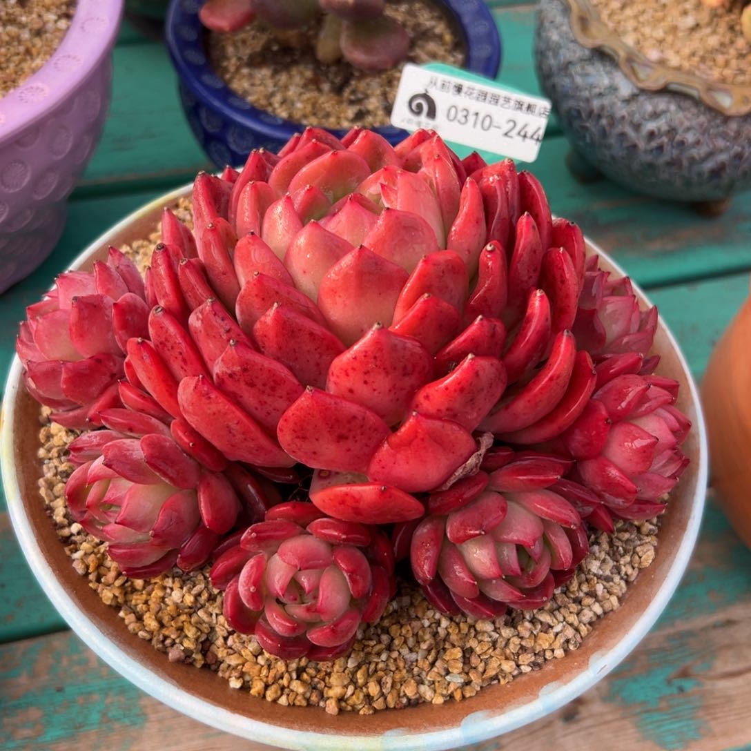 多肉一物一拍0310-244红鸾