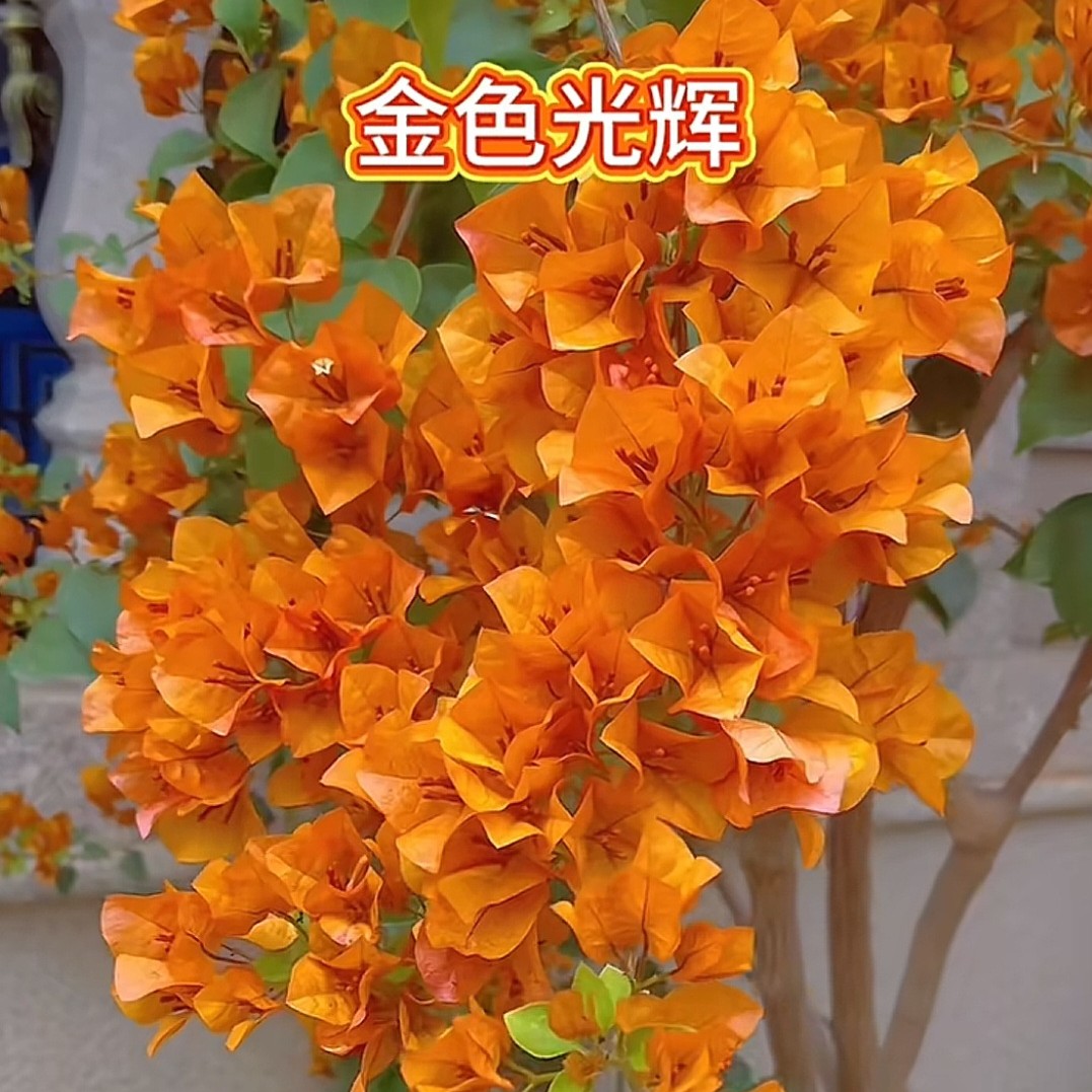 l小老桩]（48-428）原盆原土三角梅各品种小老桩勤花品种一物一拍