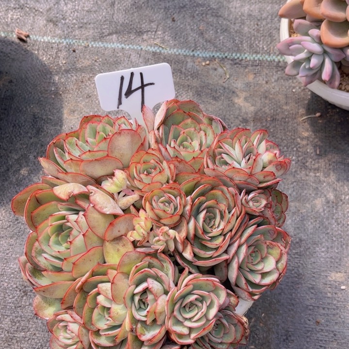 友家多肉一物一拍14