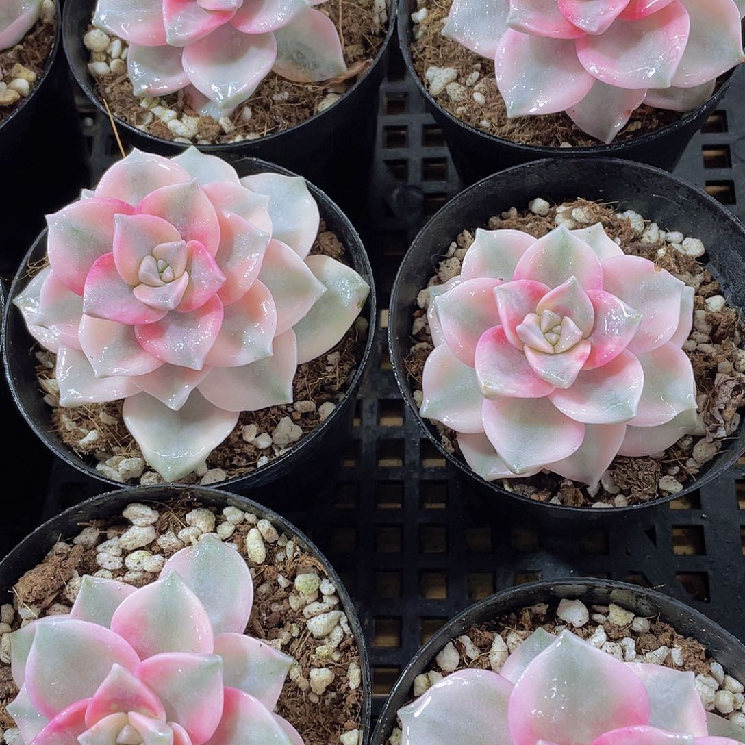 量拍138号 紫乐锦单头一个