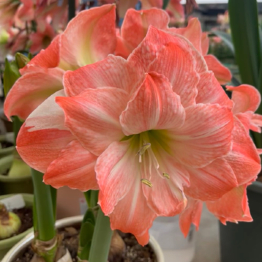 进口朱顶红火烈鸟戴斯盆栽