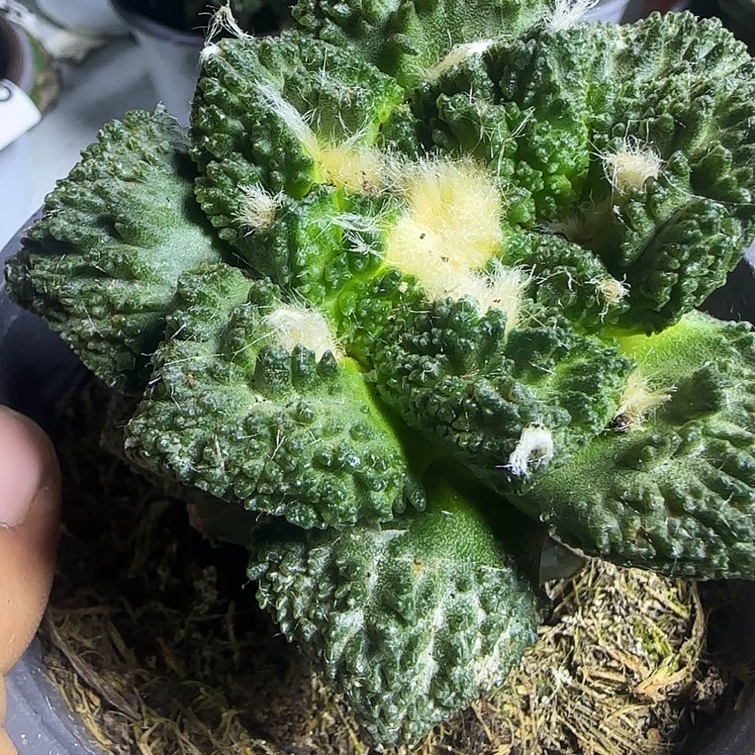 哥斯拉229仙人球开花