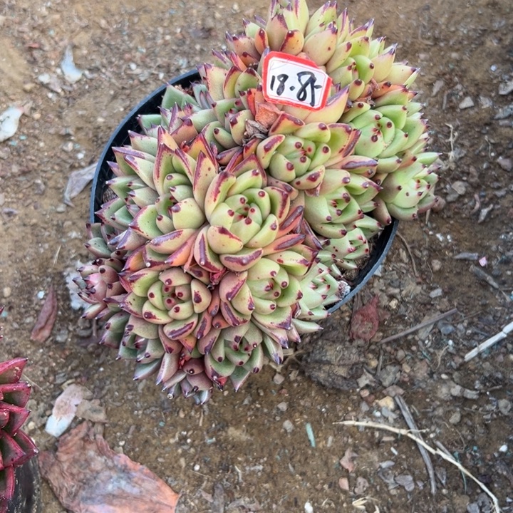 花***花精品多肉植物老桩