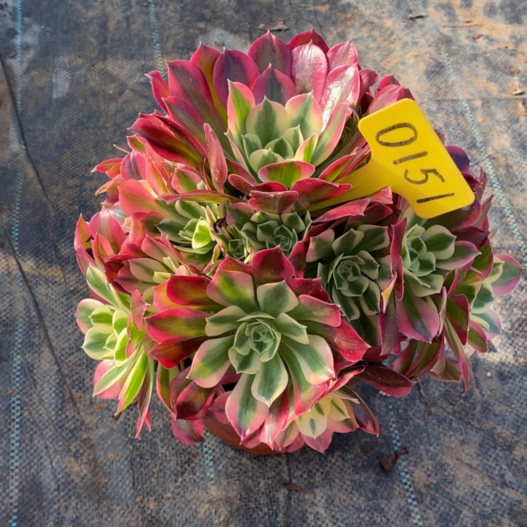 0151女巫绿体一物一拍