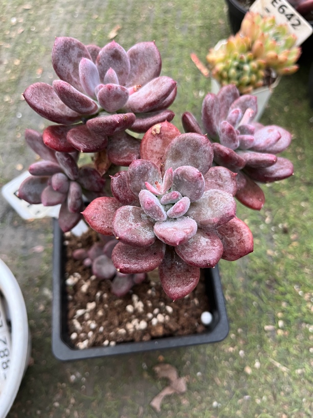 灰姑娘多肉一物一拍