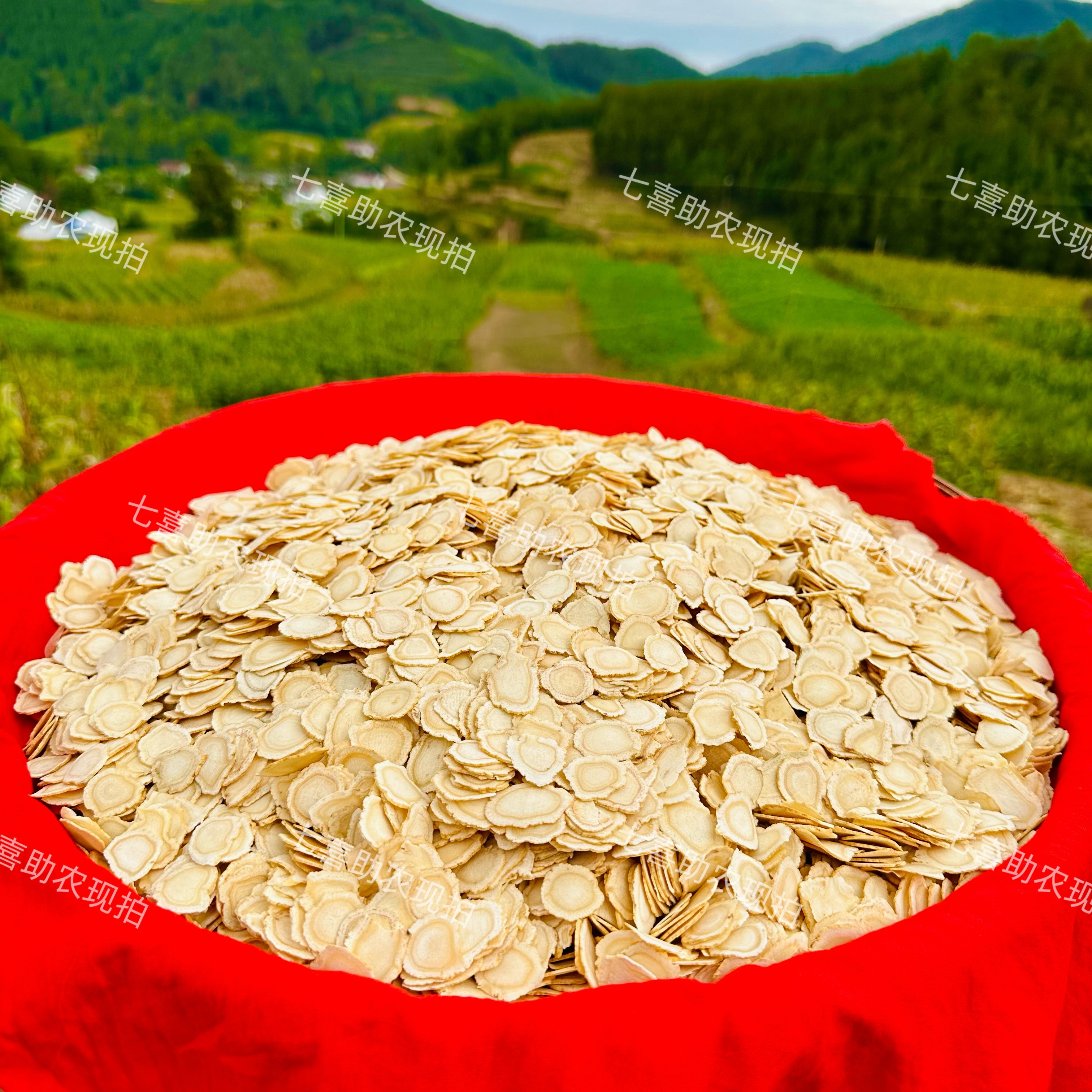 【现收西洋参】无硫切片