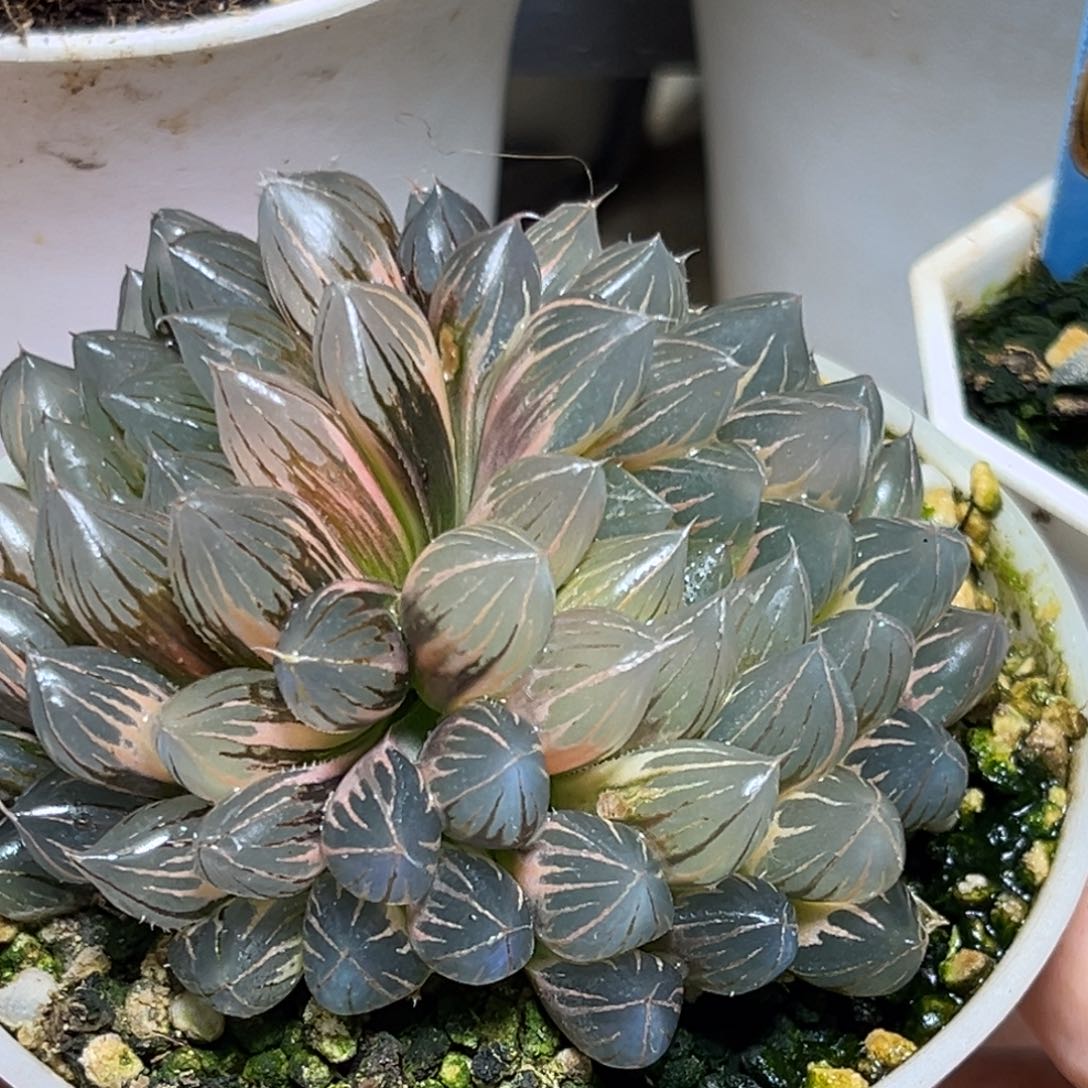 恭喜发财大吉大利0306