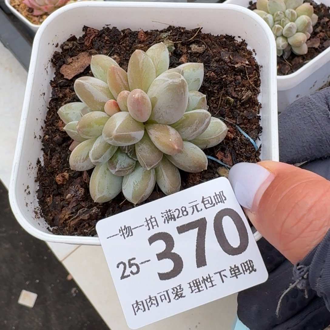 绿心美人无盆土发货