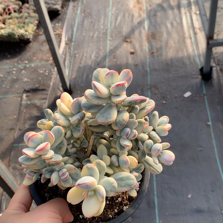 乒乓福娘锦多肉植物