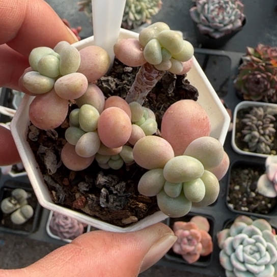 66洛神多肉植物多