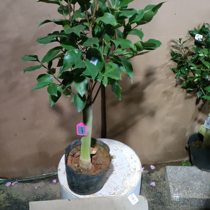 453齿五，原盆原土发货，不包邮