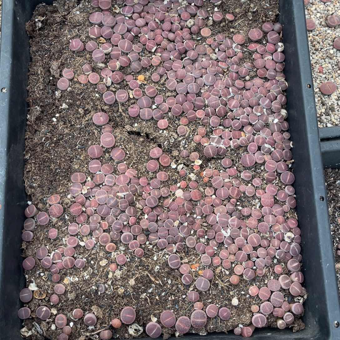 一***顺9103筐福利不售后