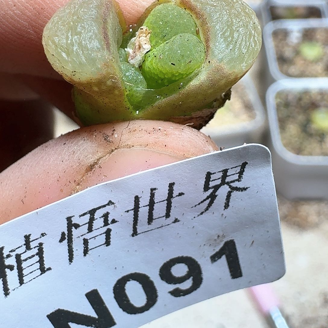 091号多肉植物哇d g