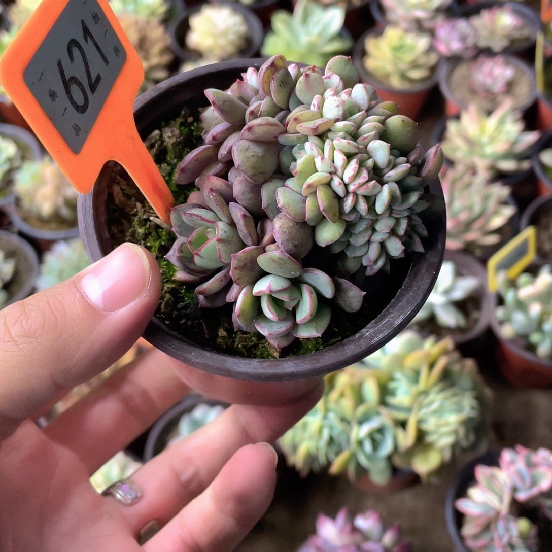 午***者621号多肉植物盆栽
