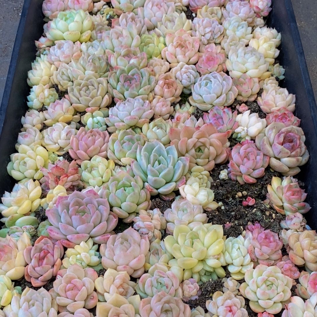 819多人受伤我在这里等你